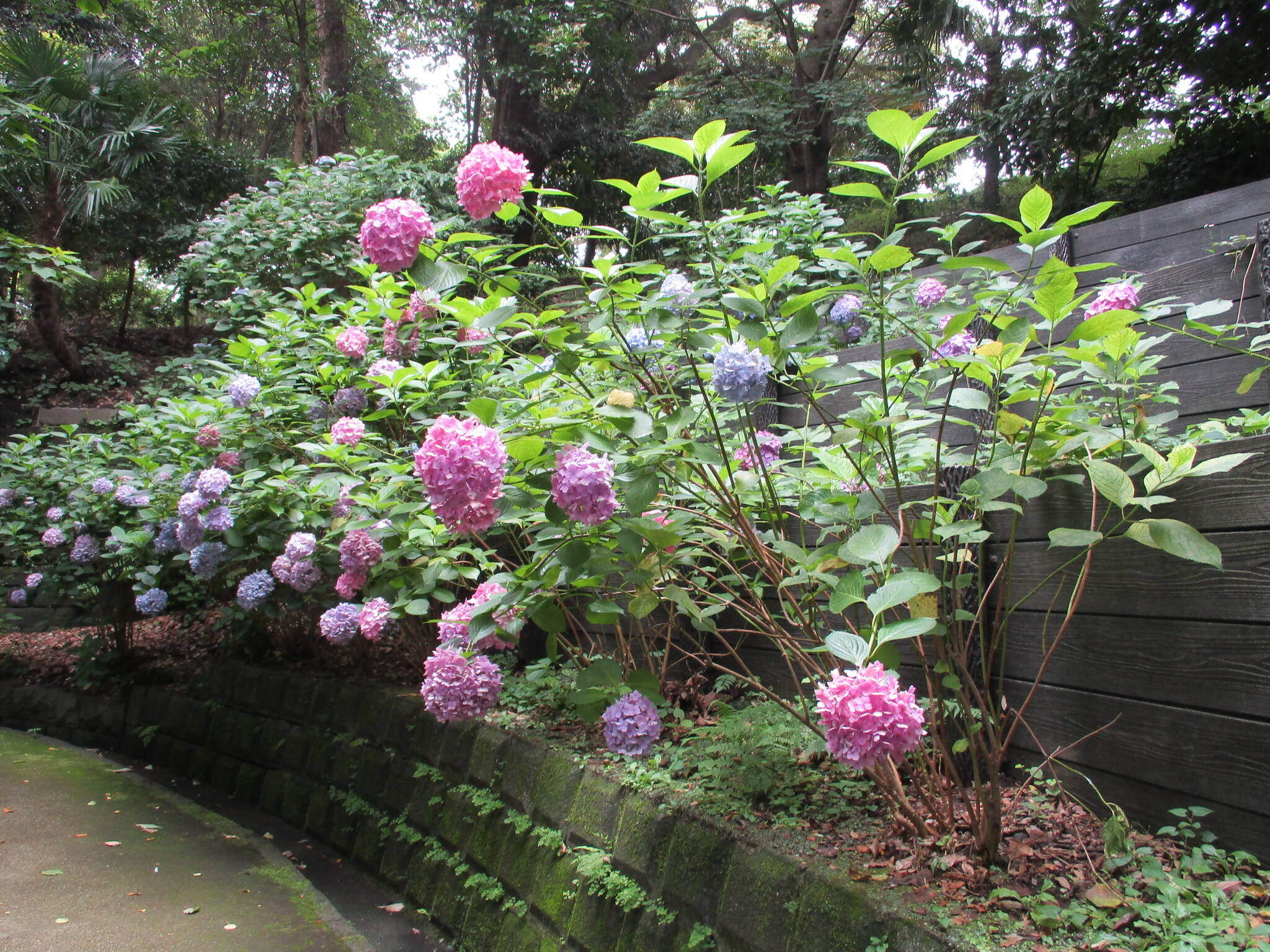 0627エリスマン邸とアジサイ (4).JPG