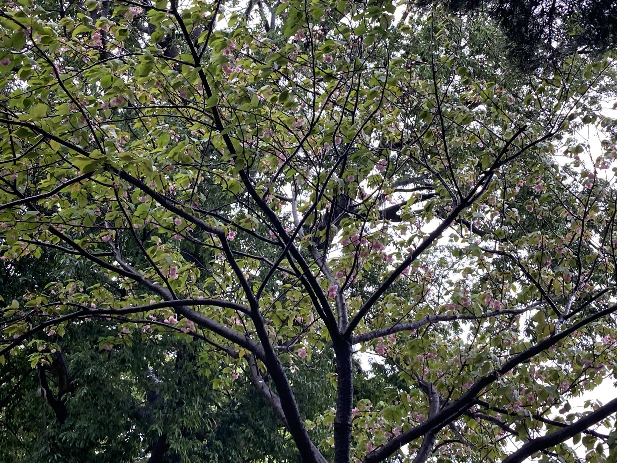 0414 ヤエザクラ.jpg