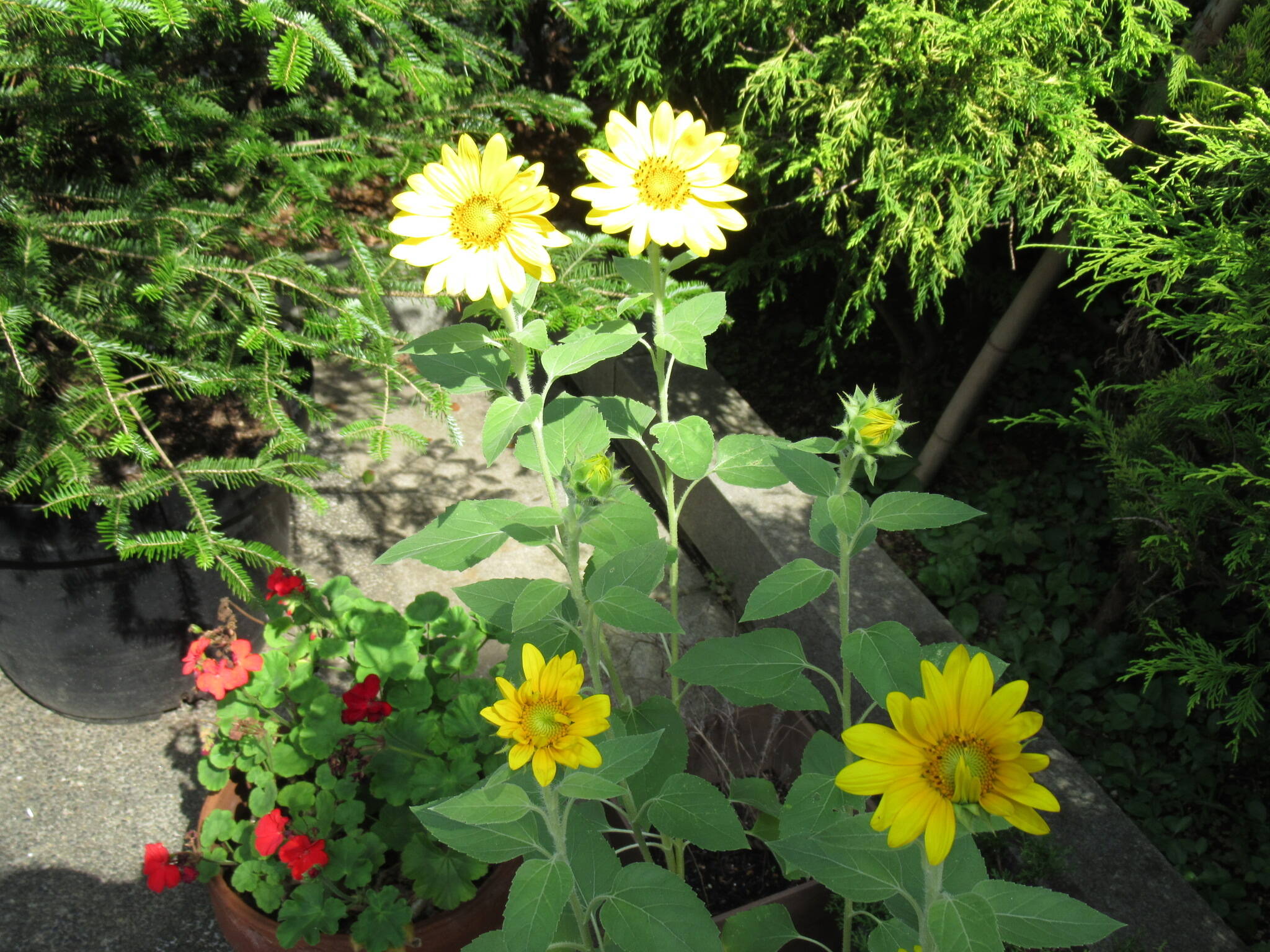 0802 ヒマワリ.JPG