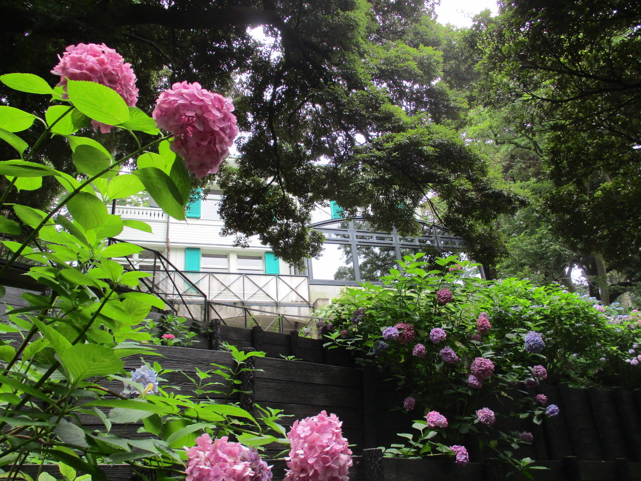 0627エリスマン邸とアジサイ (3).JPG