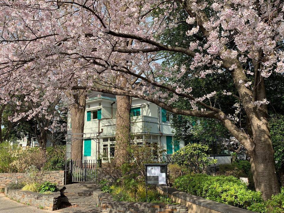 0331エリスマン.邸桜満開jpg.jpg