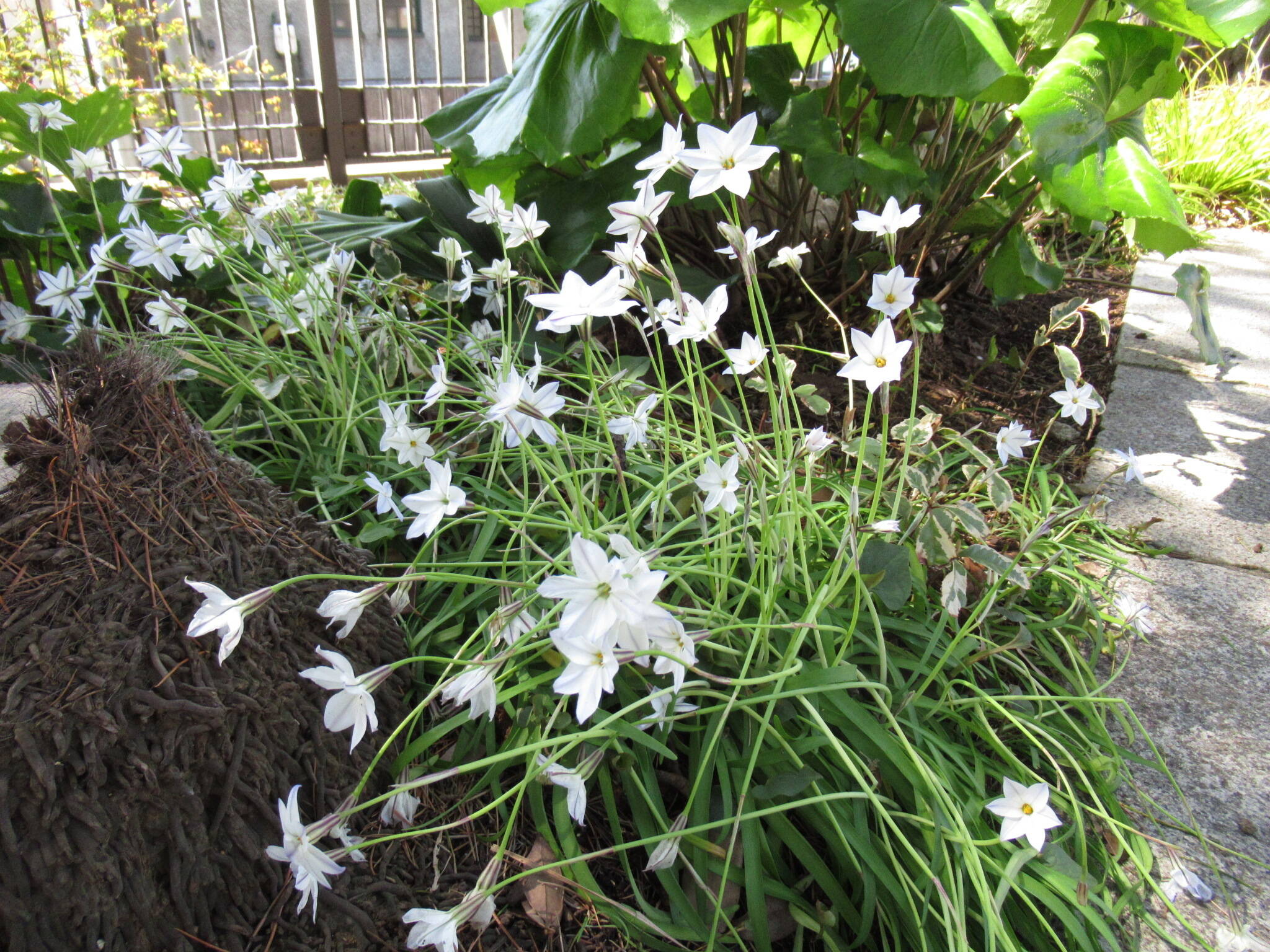 庭園の花 (2).JPG