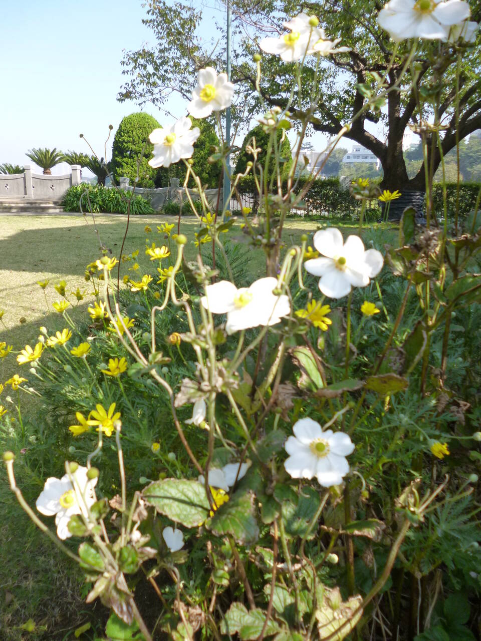 11.1シュウメイギク (18).JPG