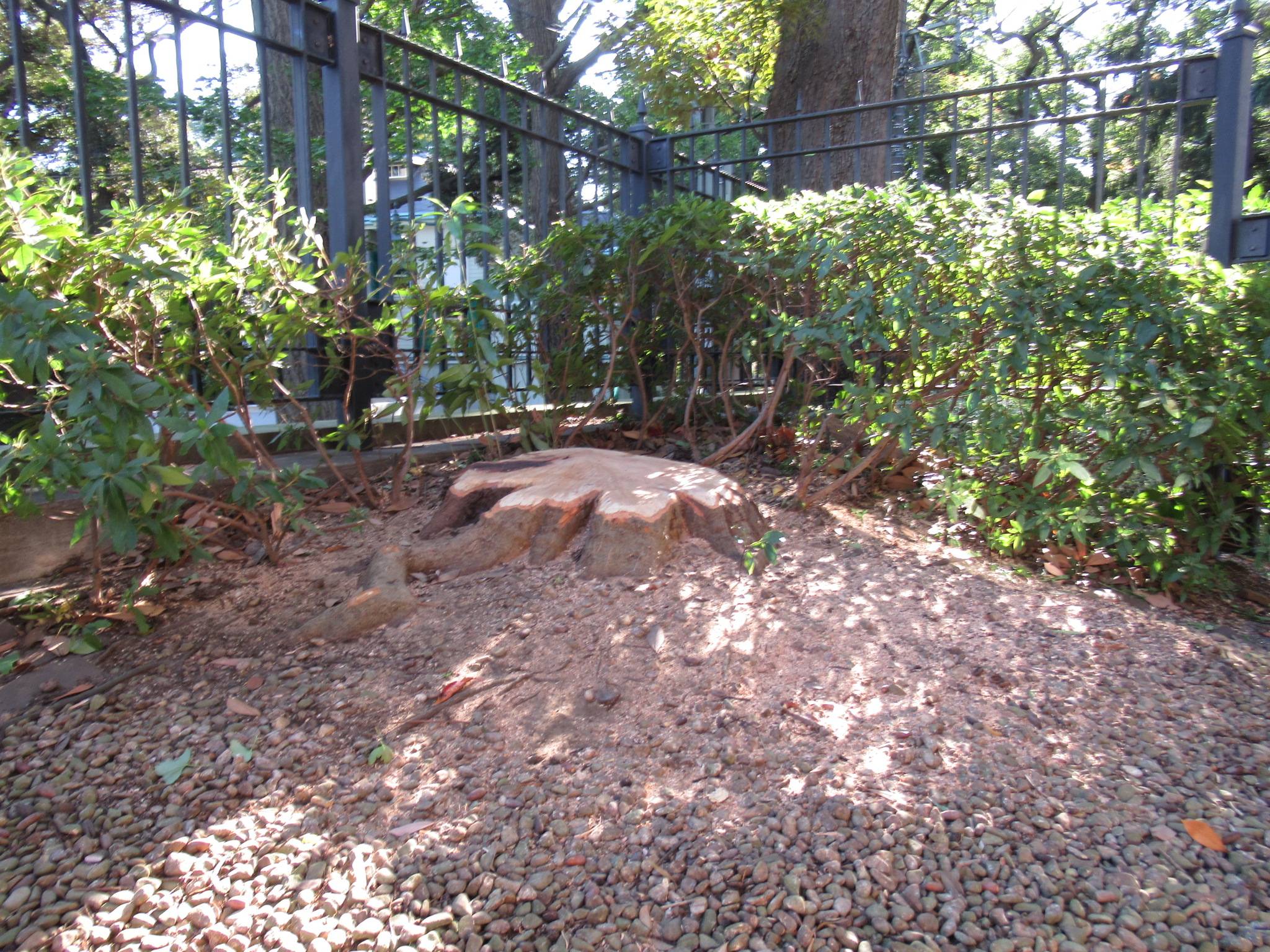 1028-29ナラ枯れ伐採 (5).JPG