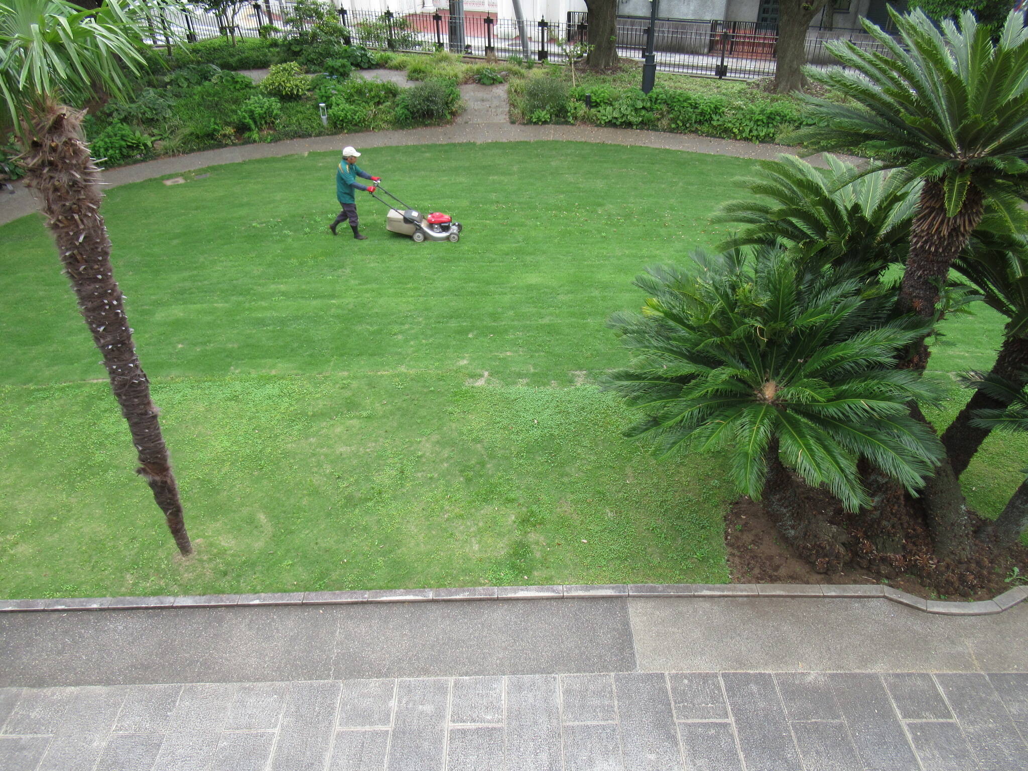 0526庭園芝刈り.JPG