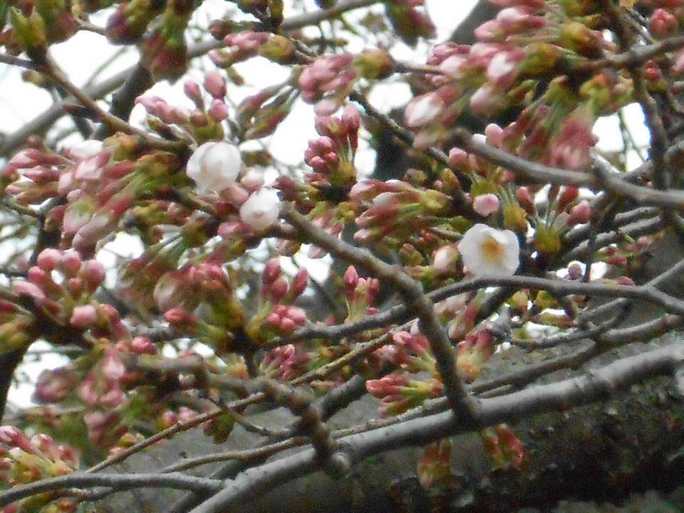 ③港の見える丘公園桜咲き始めました2.jpg