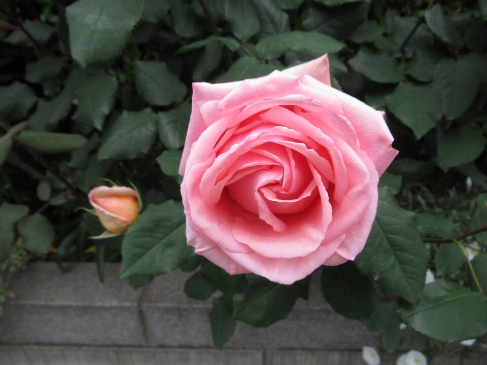 0506 ローズヨコハマ.JPG