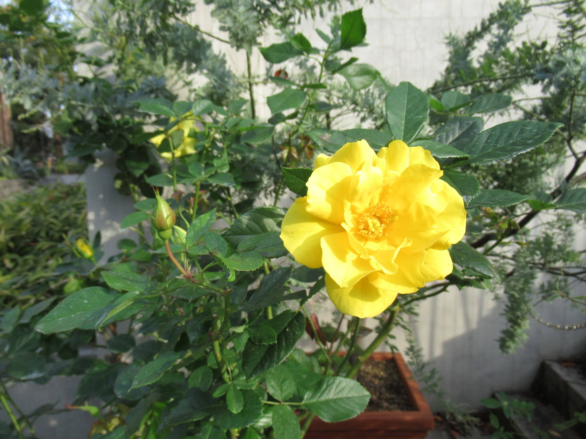 庭園のバラ (5).JPG