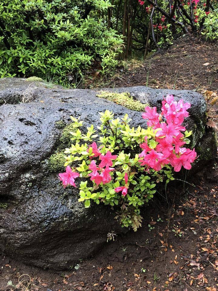 0415ロータリーの岩から芽吹くツツジ(イギリス館).jpg