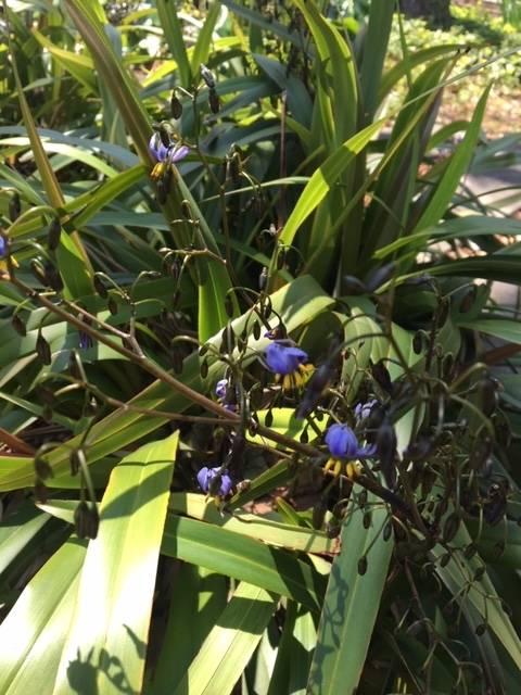 0416前庭のお花 (5).JPG