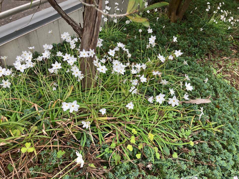 0328【ベーリック】 ハナニラ.jpg