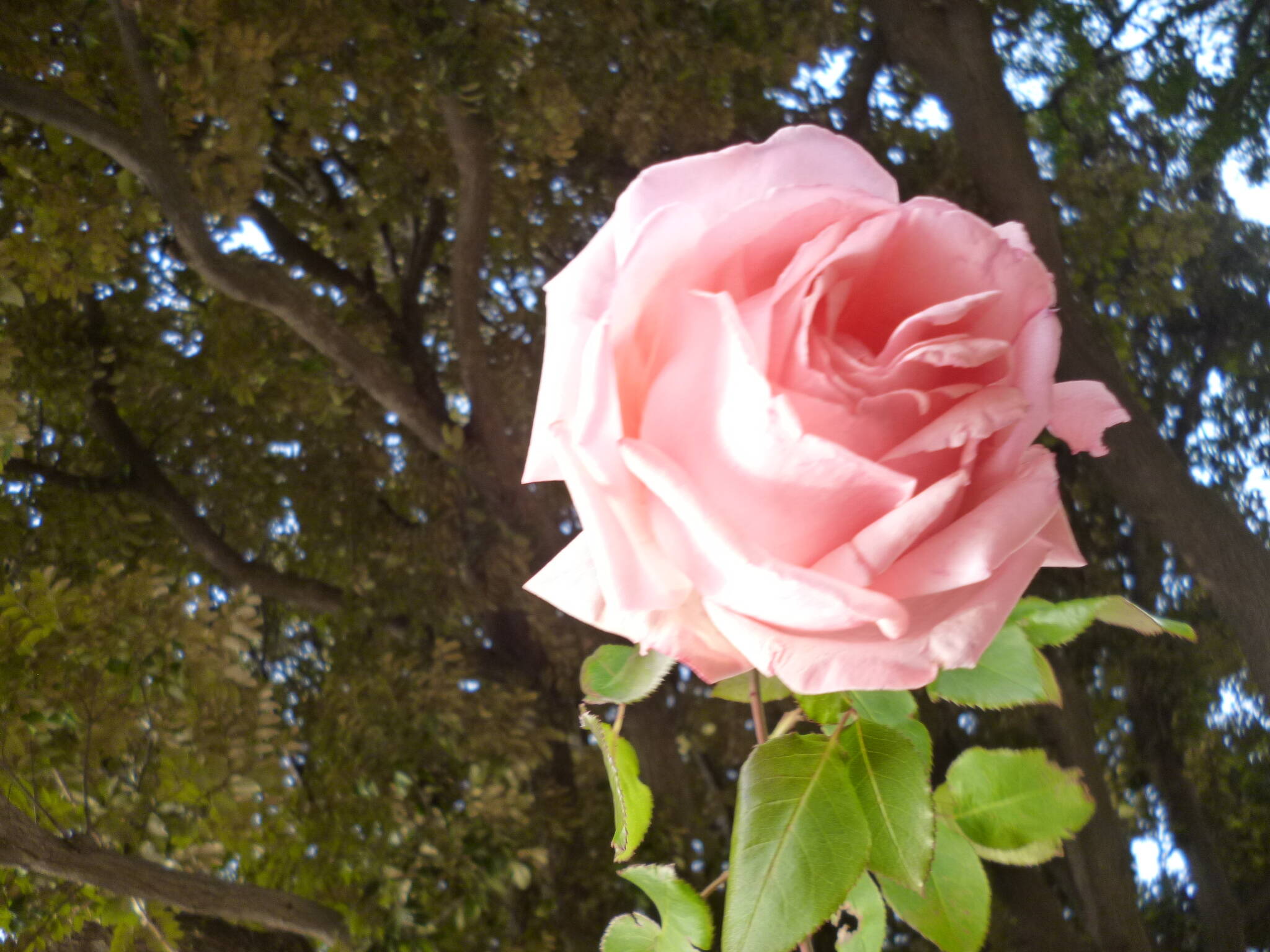 0117ブライダルピンク (1).JPG