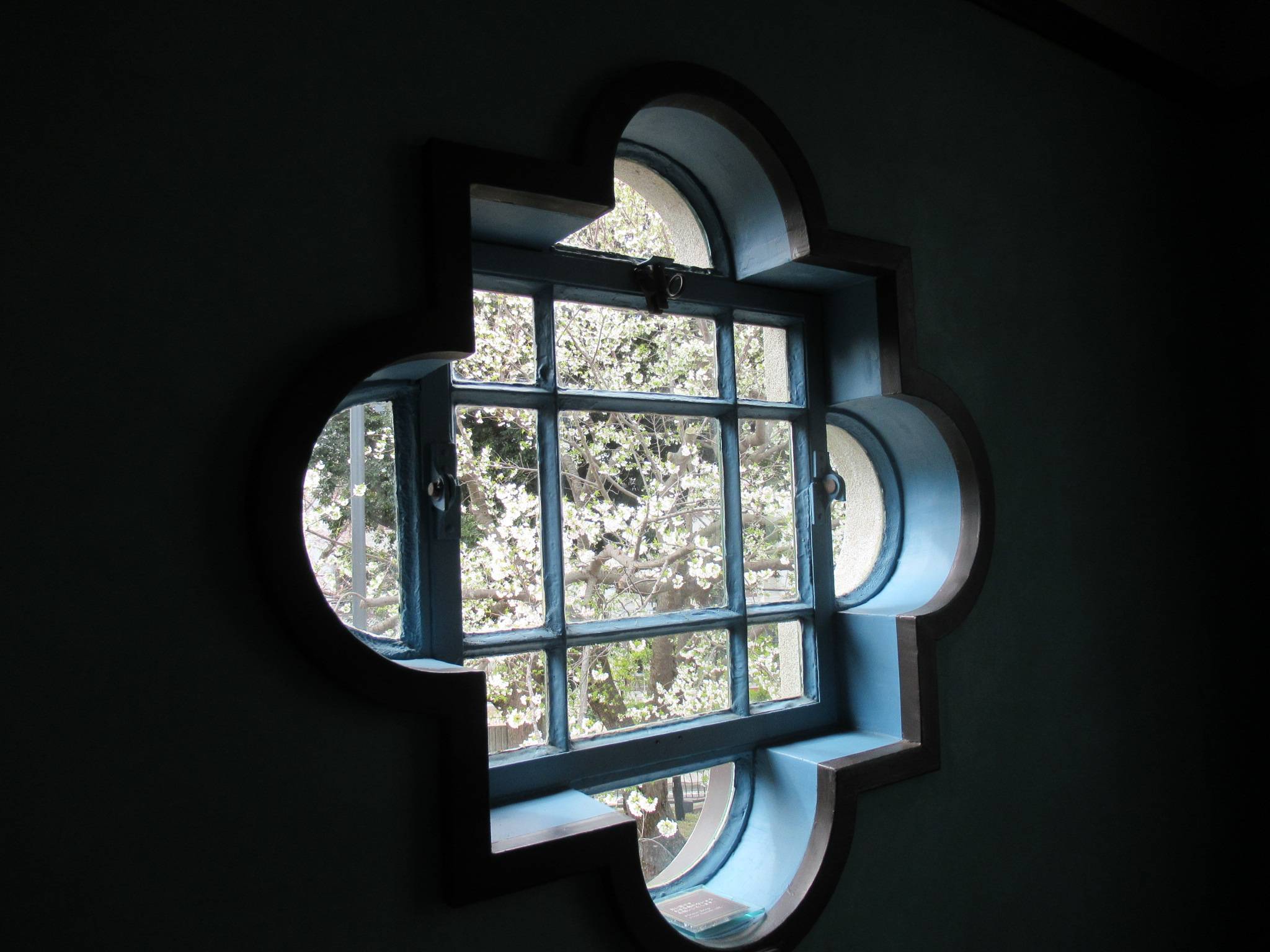 0322【ベーリック・ホール】 オオシマザクラ (クワットレフォイル).JPG