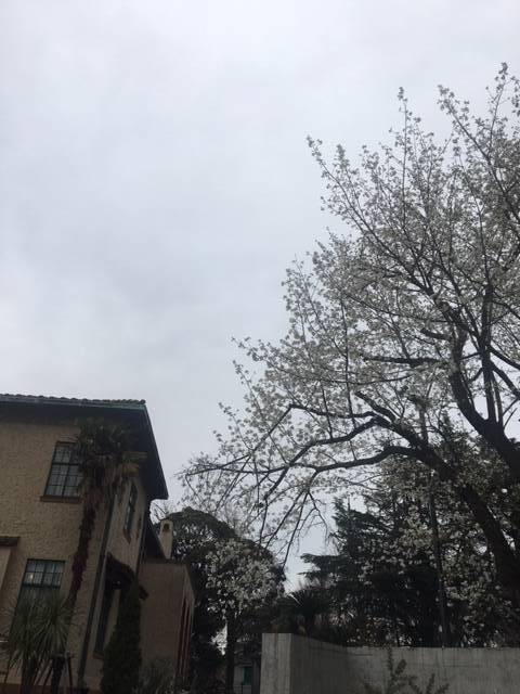 0323ベーリック・ホールオオシマザクラ (1).JPG