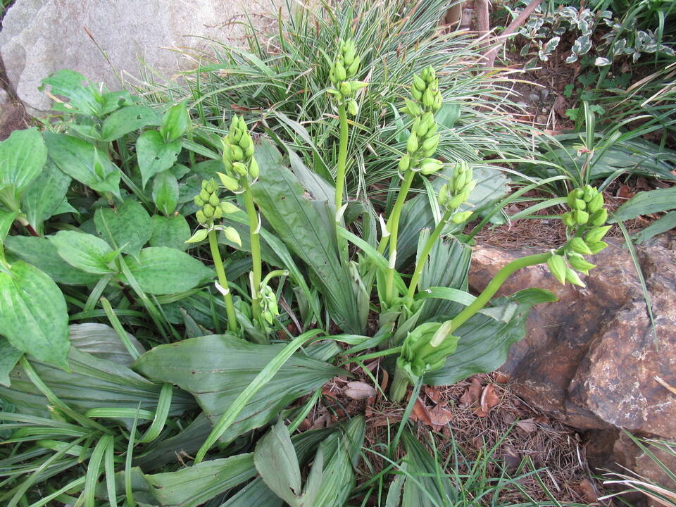 0410庭園の花 (9).JPG