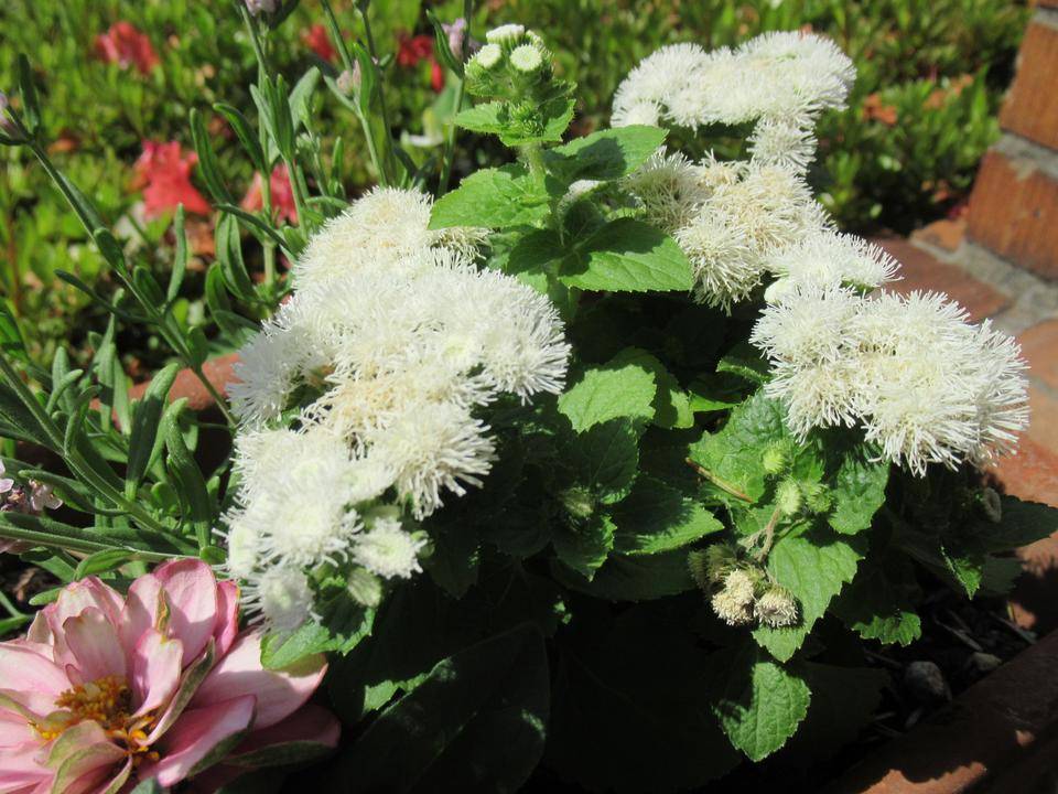 0530 アゲラタム.JPG