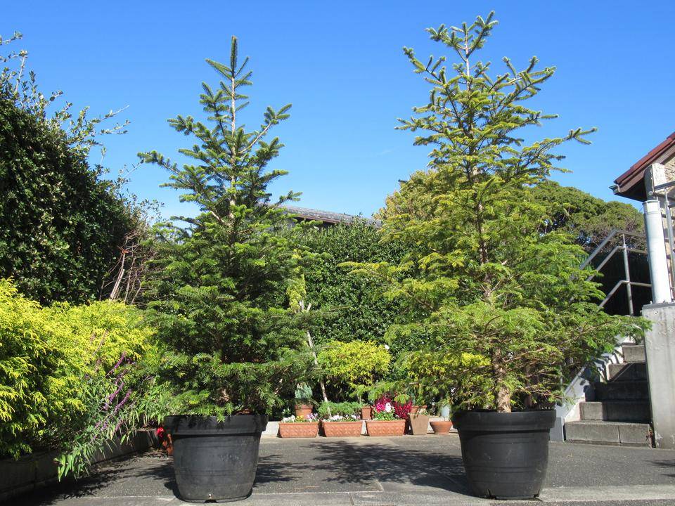 1127 もみの木.JPG