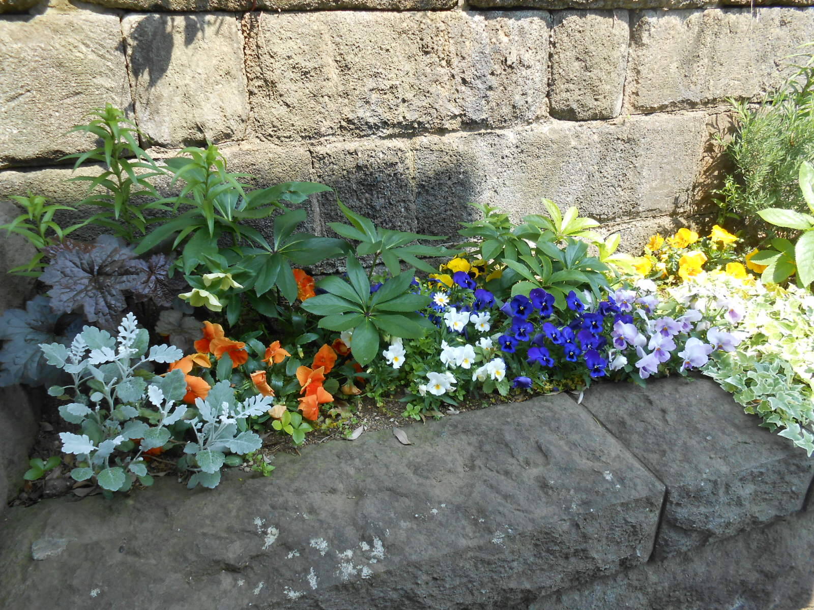 0430小さなお庭 (2).JPG