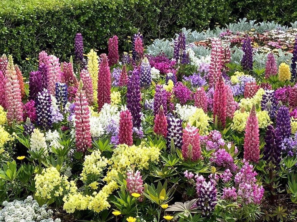 ルピナス (1).jpg