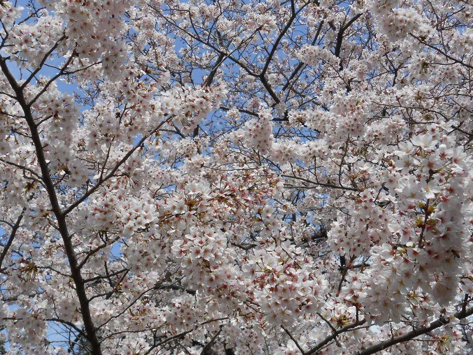 ①港の見える丘公園桜 青空の下の桜.jpg