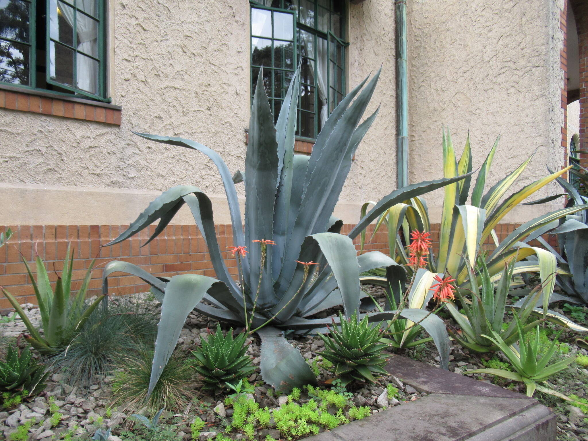 0707七夕 アロエ.JPG