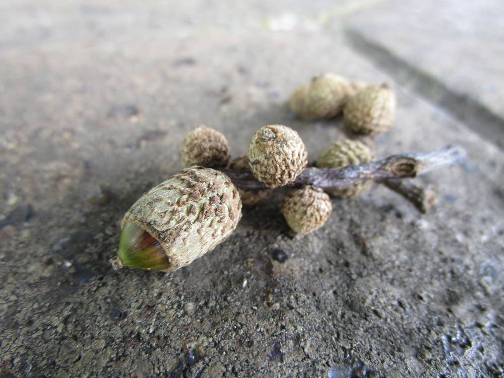 2021.8.21 ブラフのスダジイ④.jpg