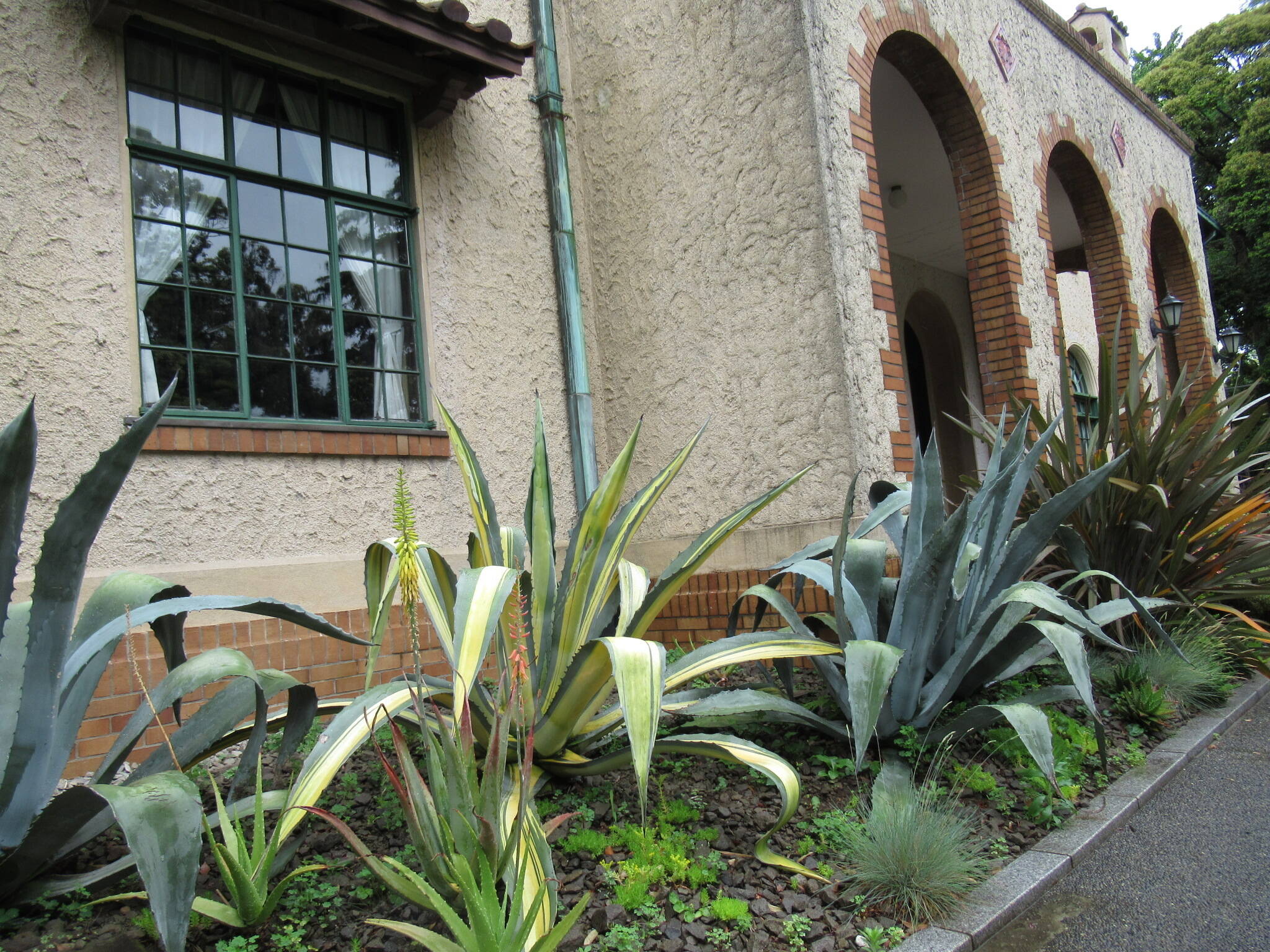 0519 (リュウゼツラン).JPG