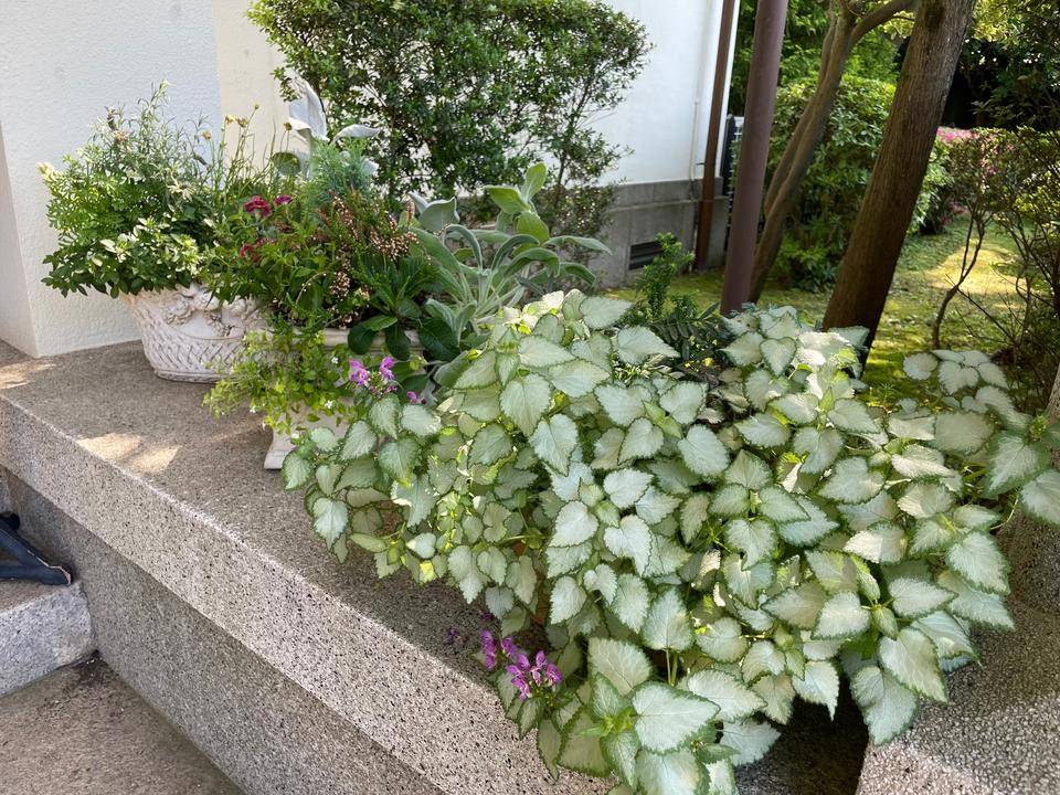 0528-寄せ植え（イギリス館）②.jpg