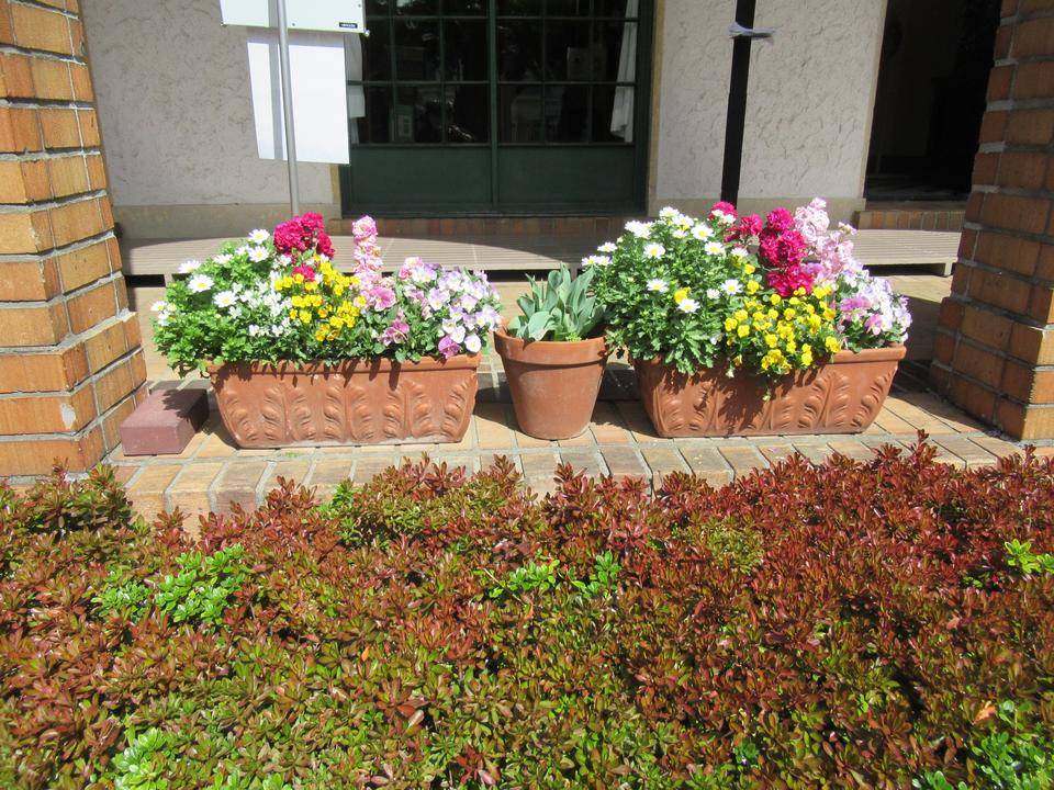 0320 玄関前花苗.JPG