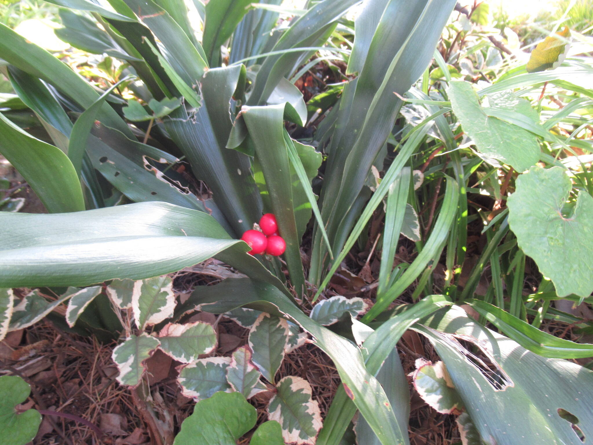 0121オモト (2).JPG