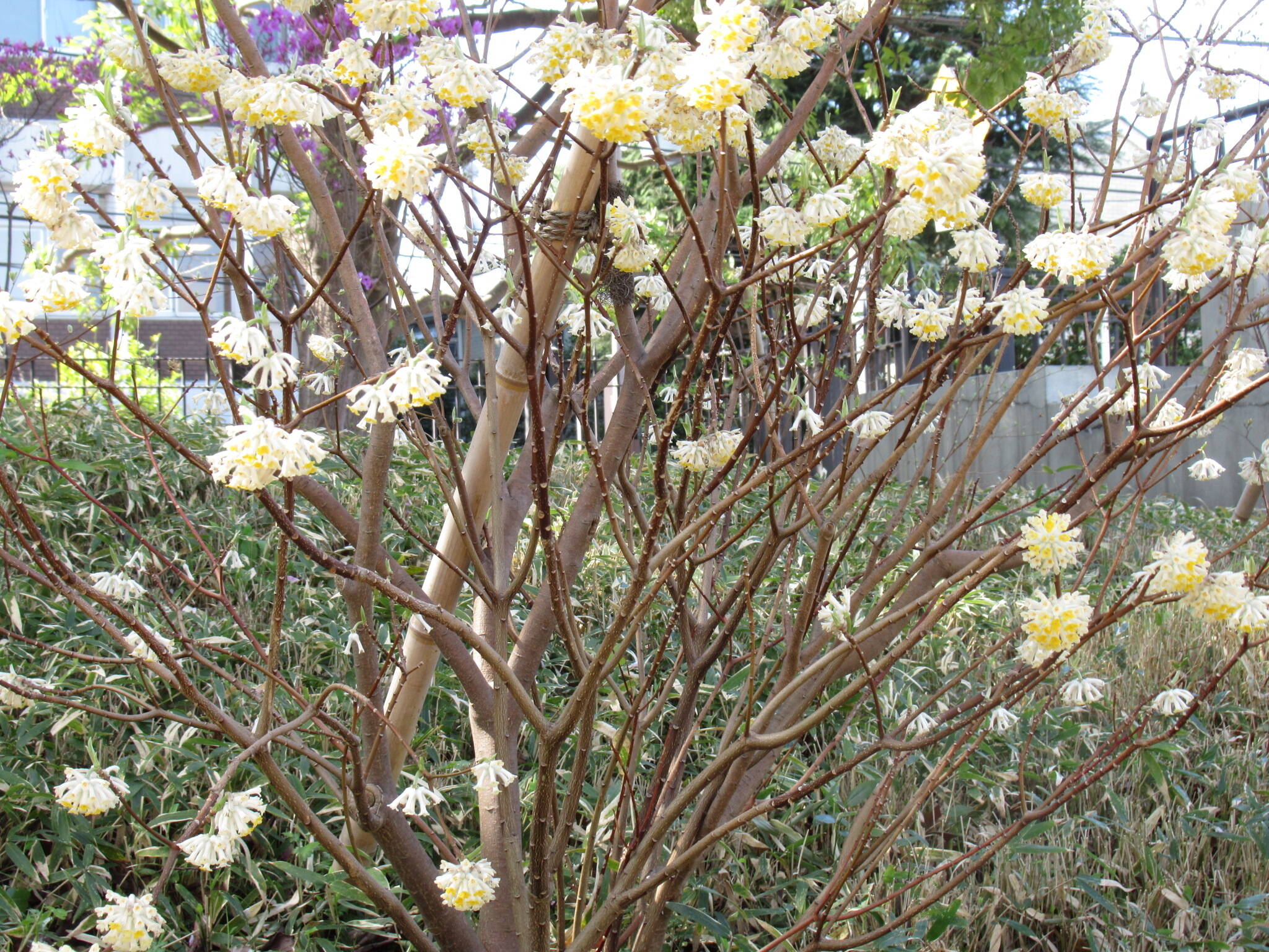 庭園の花 (1).JPG