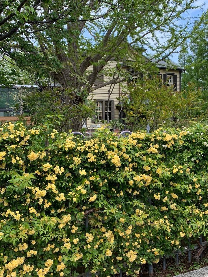 0417外交官もっこうばら (2).jpg