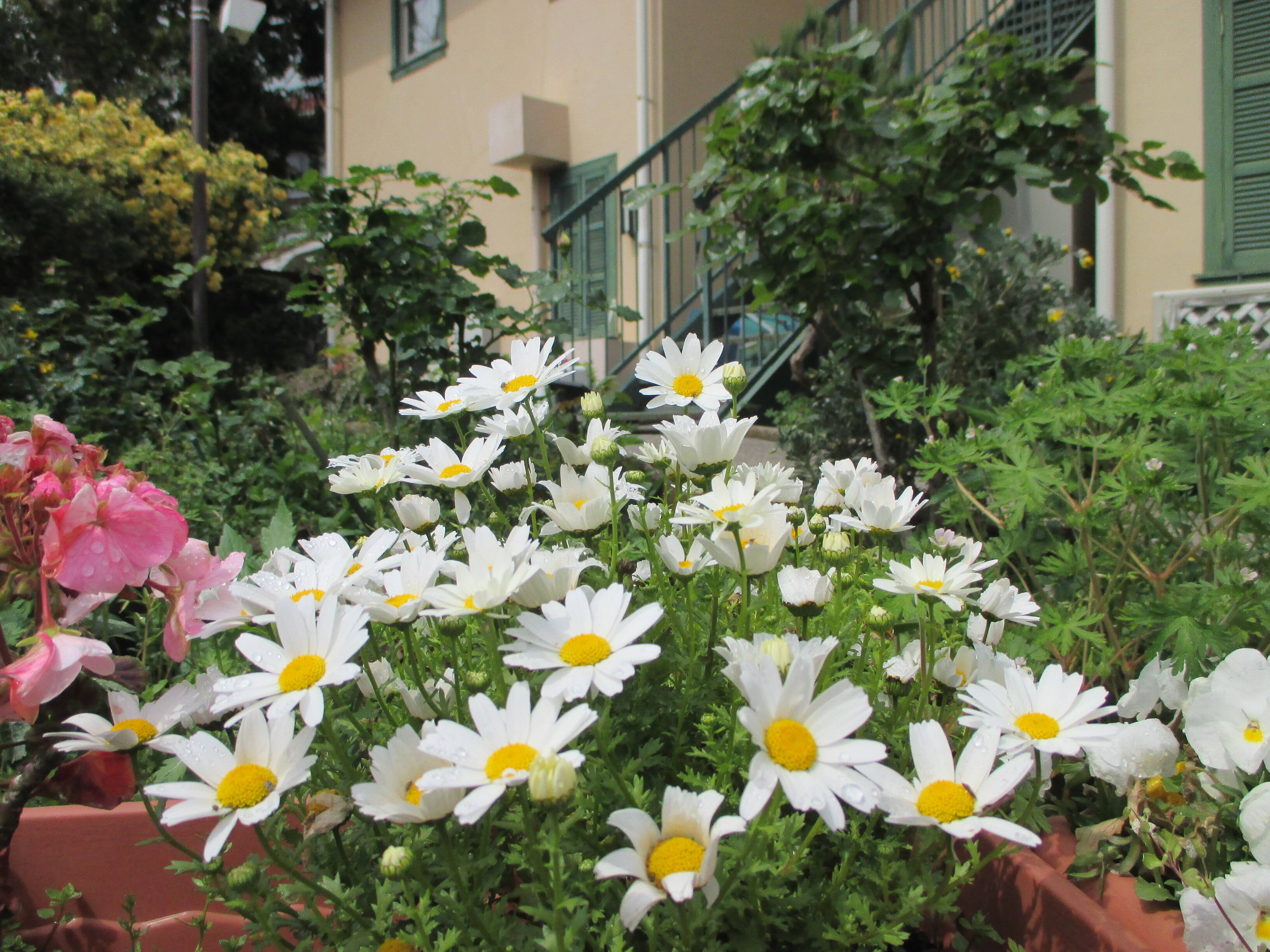 0421 234のお花 (1).JPG