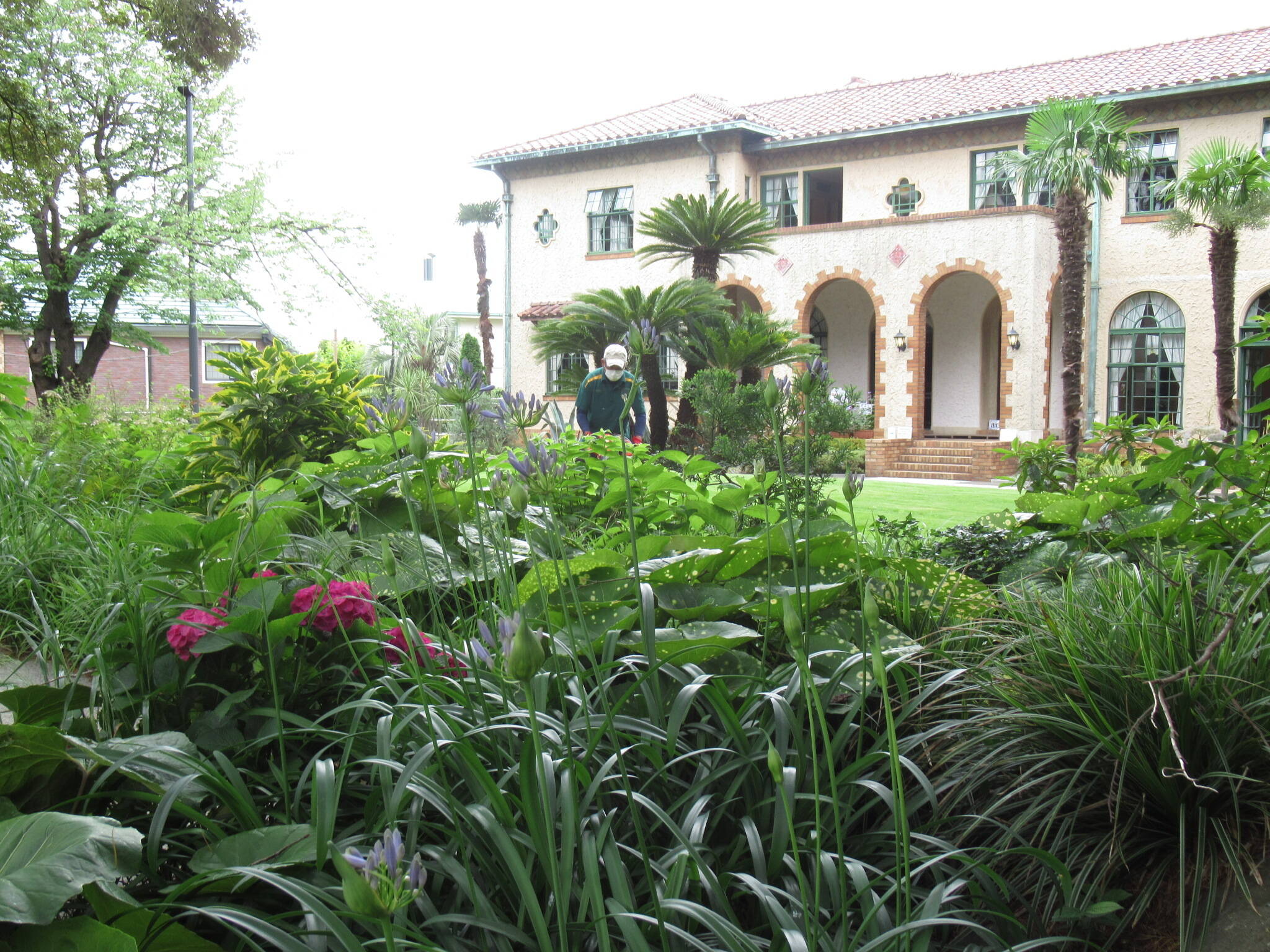 0618 アガパンサス (2).JPG