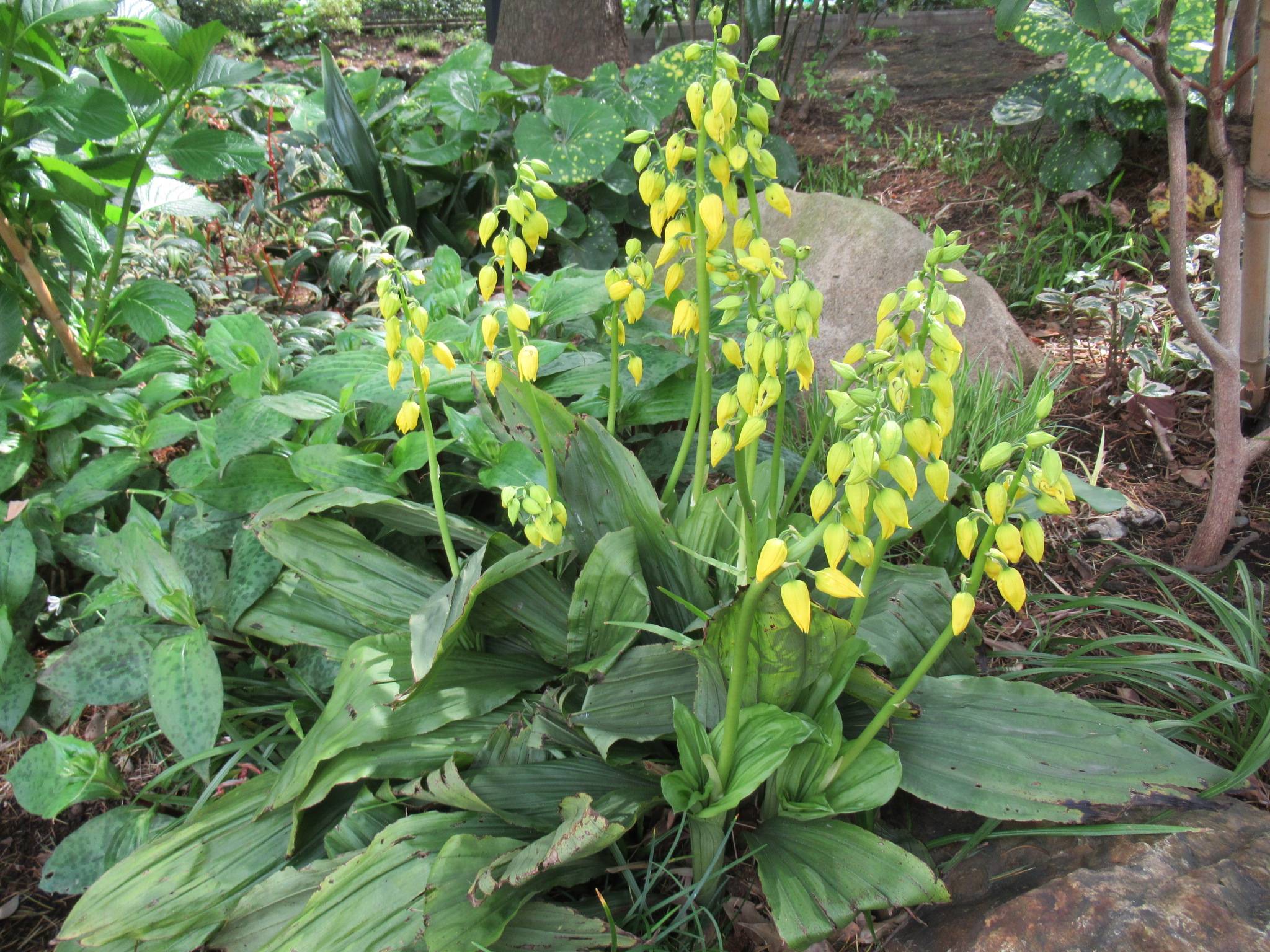 0405【ベーリック】 キエビネ.JPG