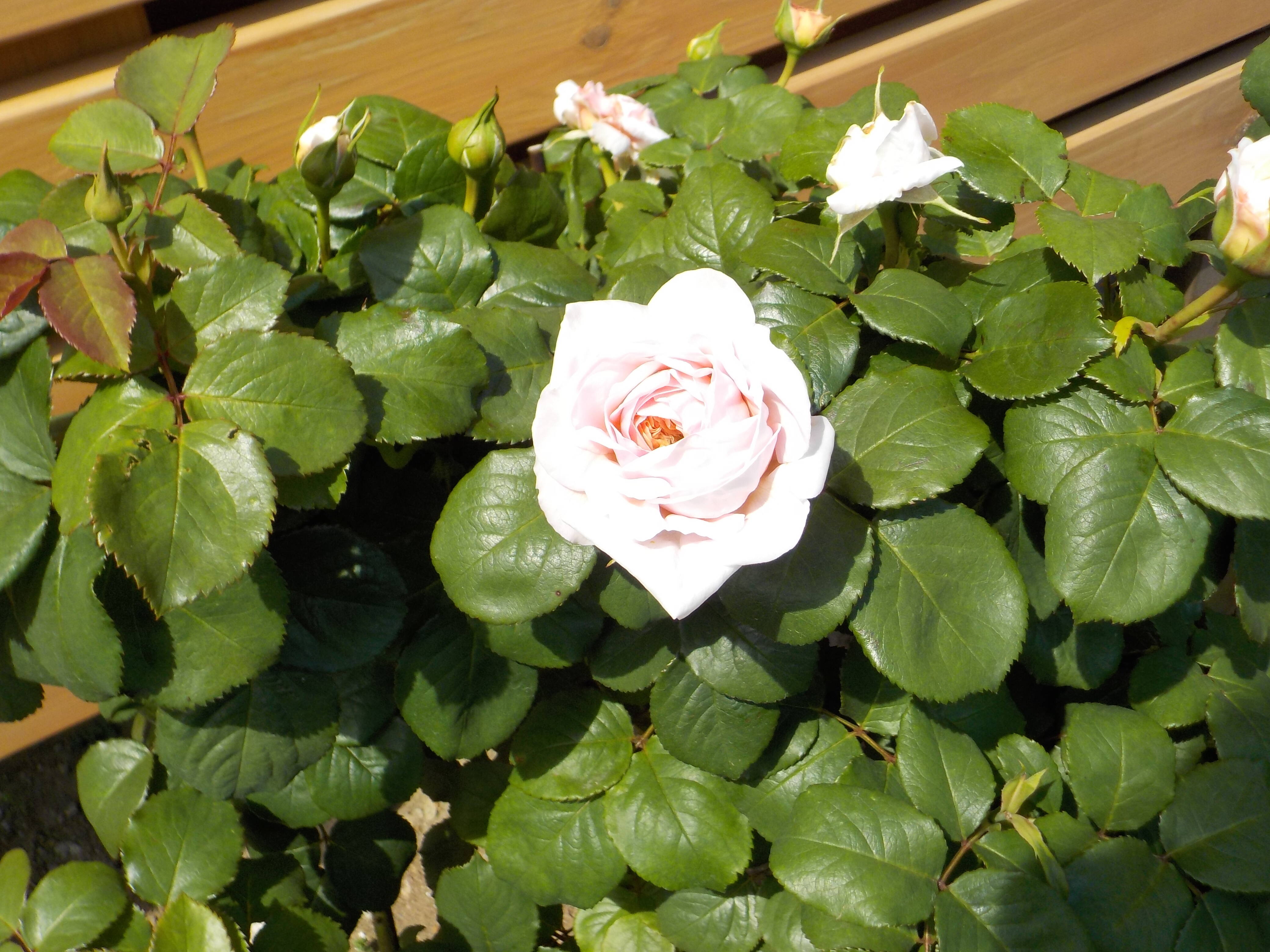 セントオブヨコハマ (2).JPG