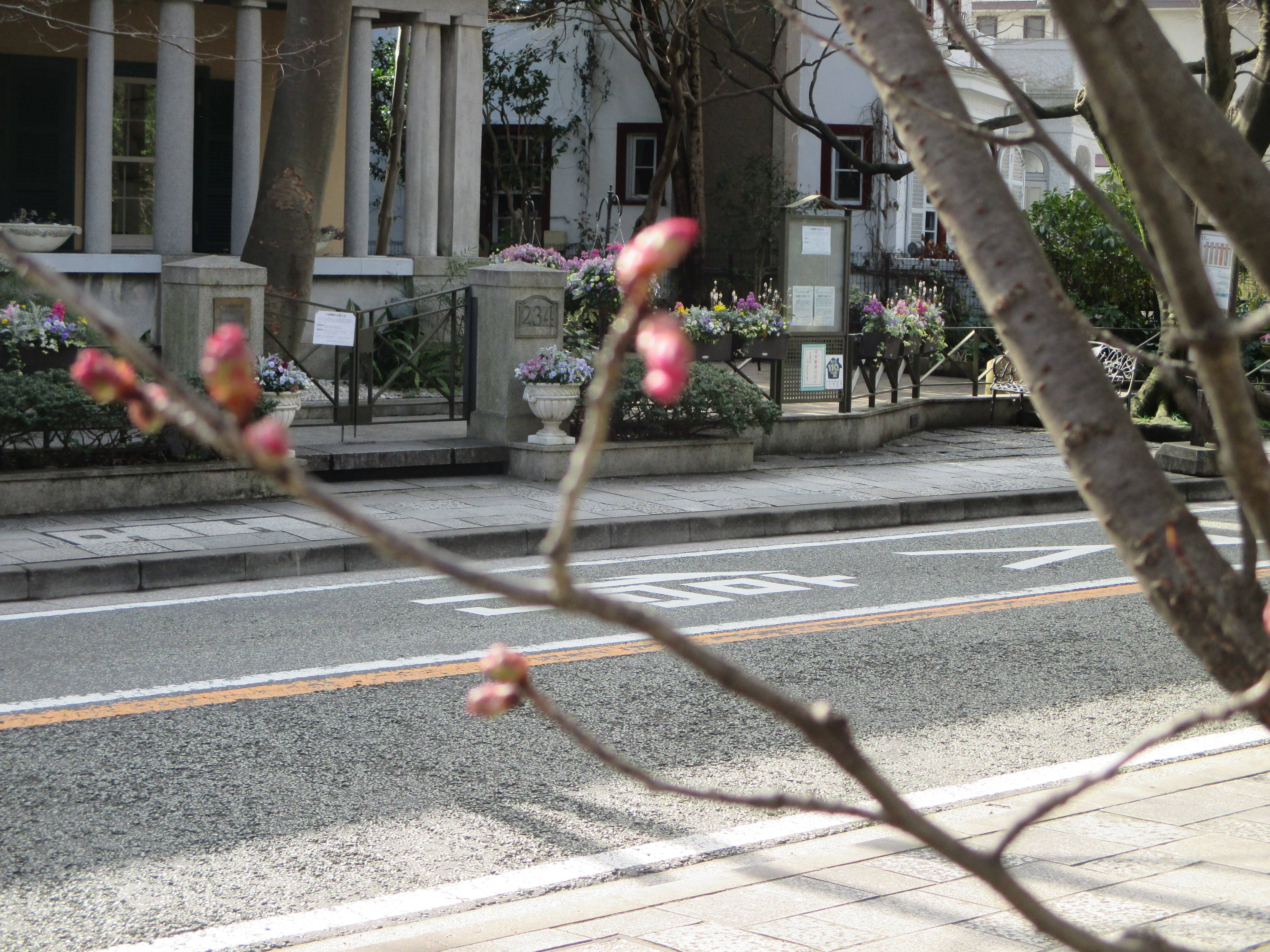 0315桜情報 (2).JPG