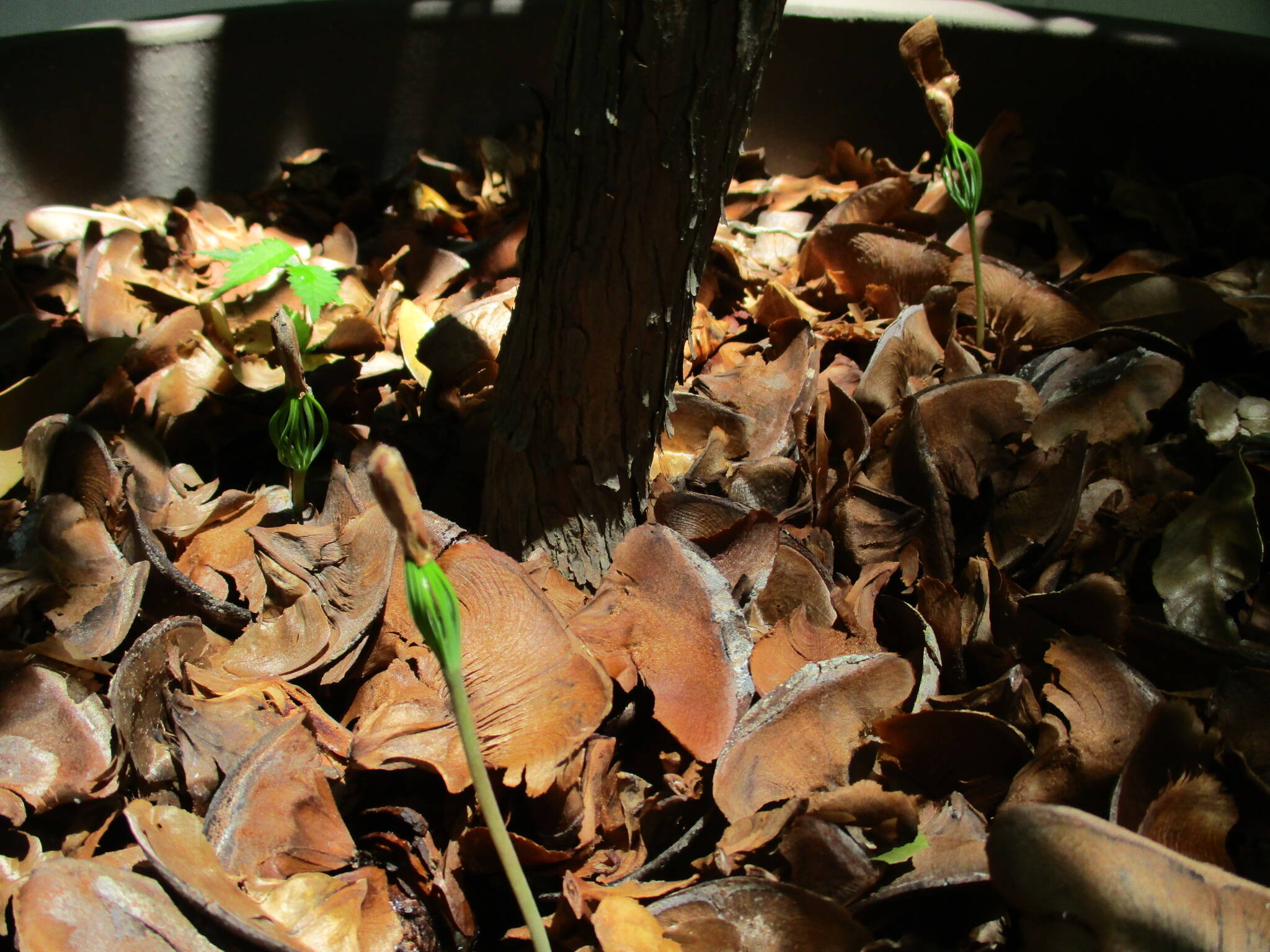 0514ヒマラヤスギ芽発芽 (1).JPG