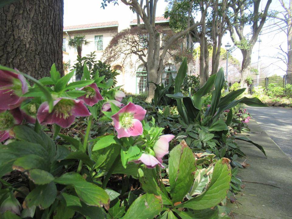 0320 クリスマスローズと館.JPG