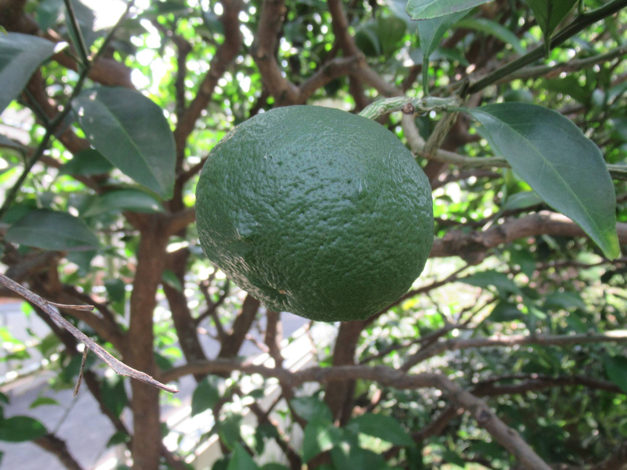 0828 夏みかん.JPG