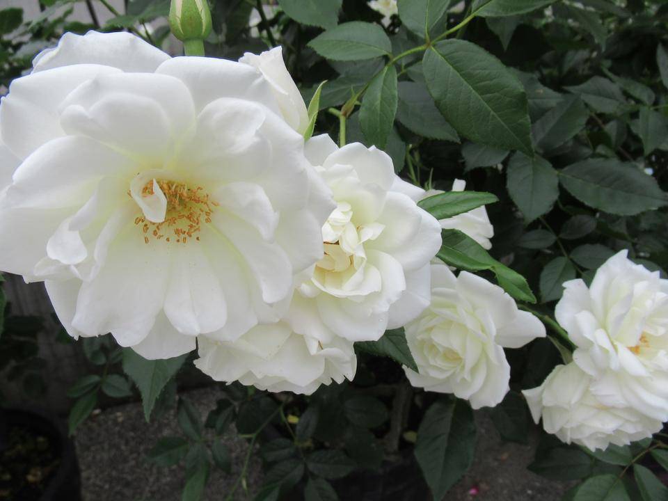 0515 アイスバーグ (2).JPG