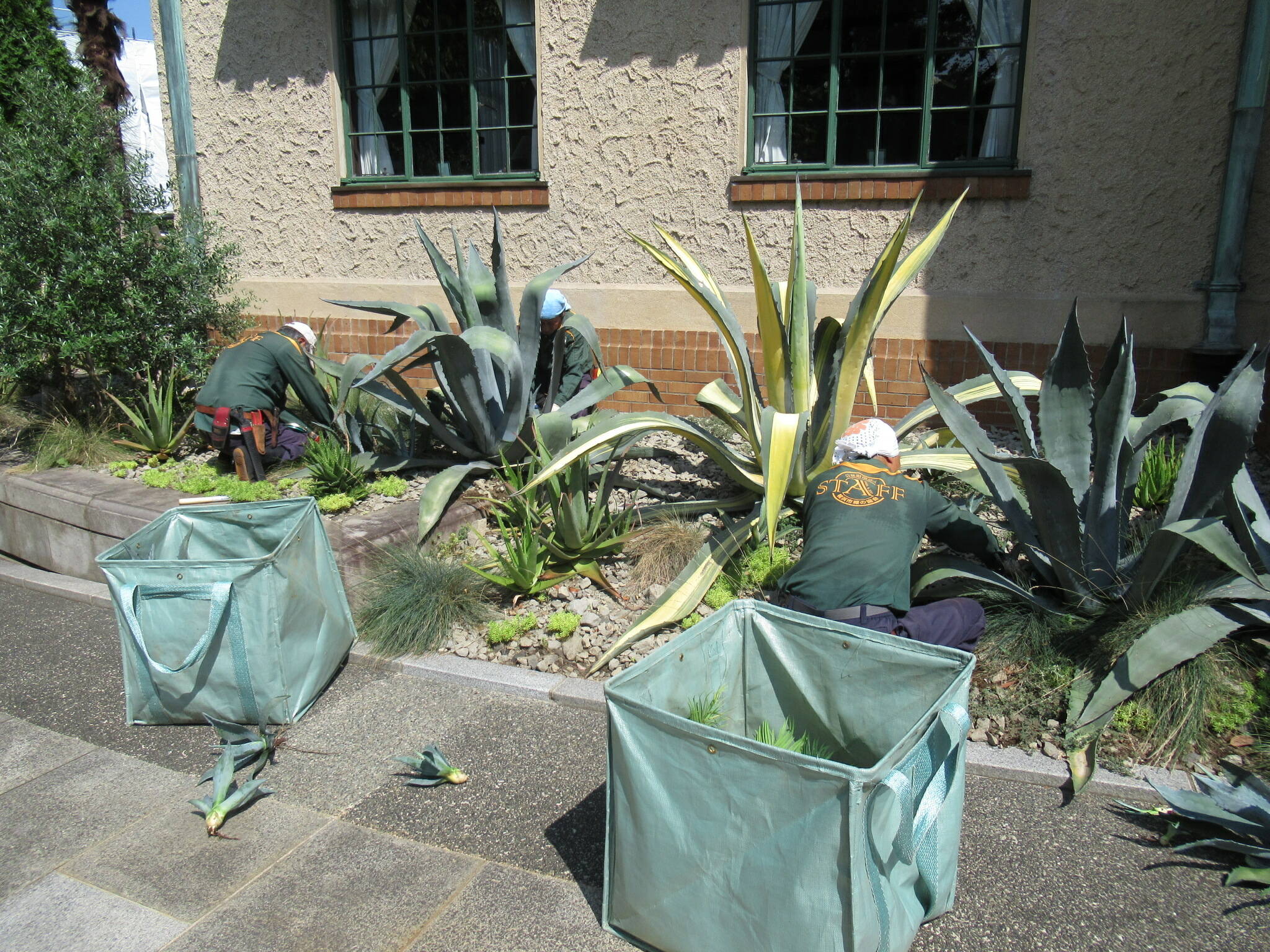 0817リュウゼツランのお手入れ (1).JPG