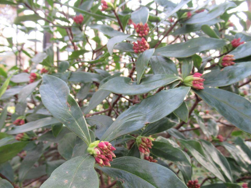 0129 沈丁花 (2).JPG