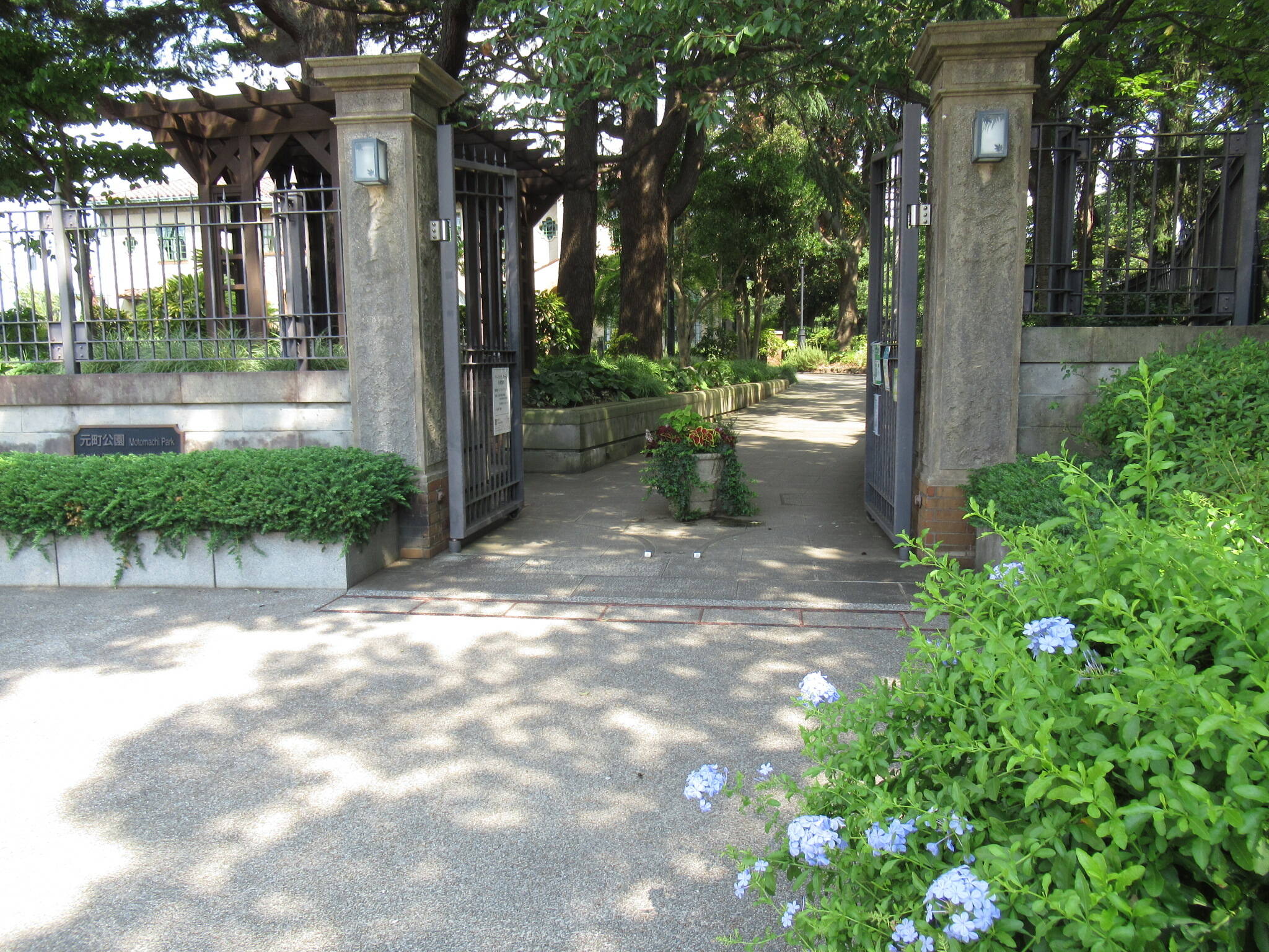 0817 ルリマツリ.JPG