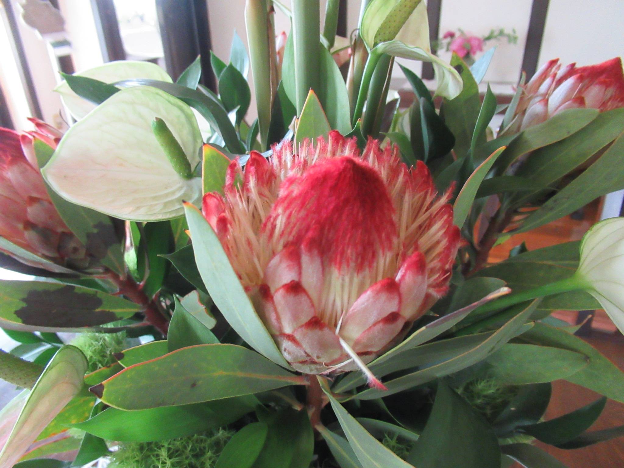 0612【ベーリック】 プロテア.JPG