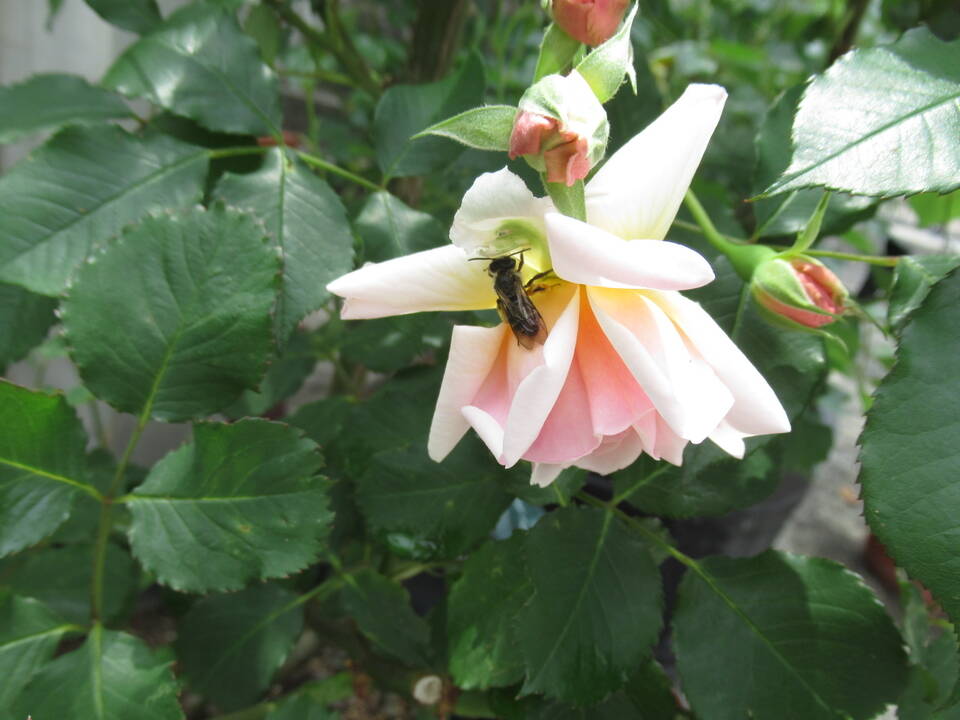 0512 フェリシア.JPG