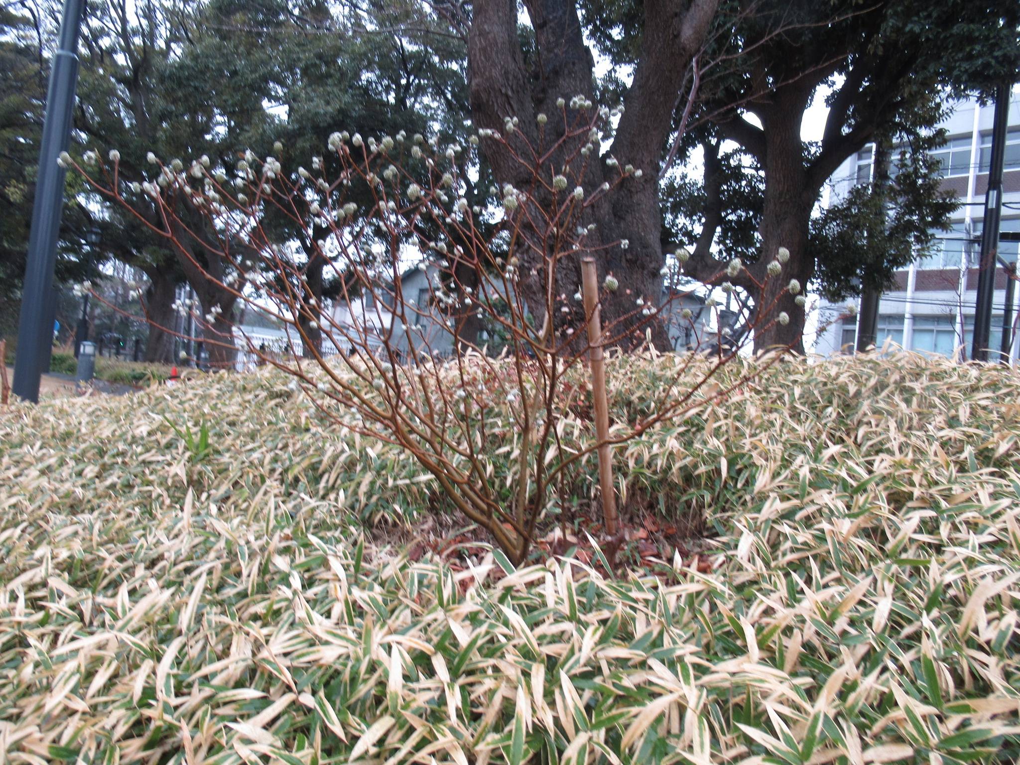 0123 (ミツマタ).JPG