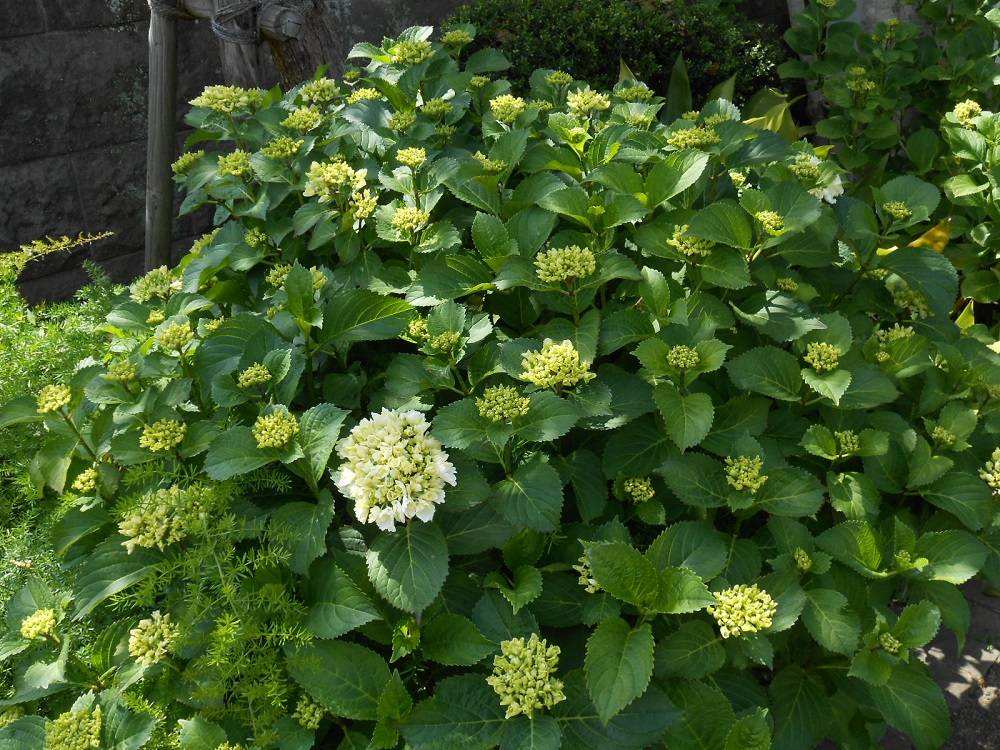 ④山手111番館建物横アジサイ (1).jpg