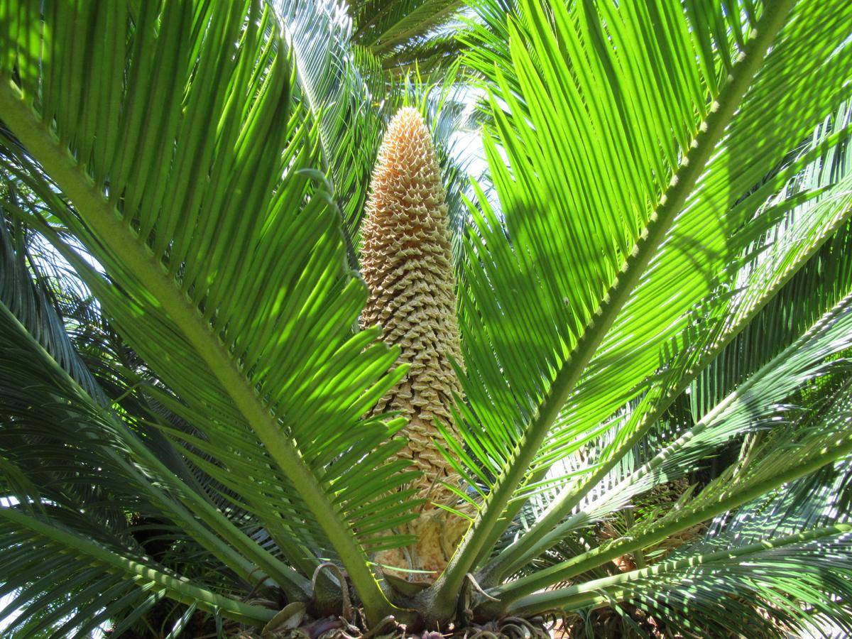 0801ソテツと雄花 (1).JPG