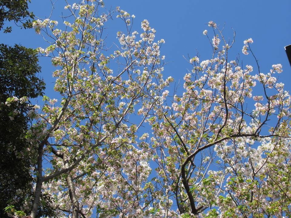 0408 オオシマザクラ (1).JPG